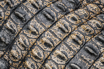 Close-up photo of The saltwater crocodile (Crocodylus porosus) back with textured hard scales....