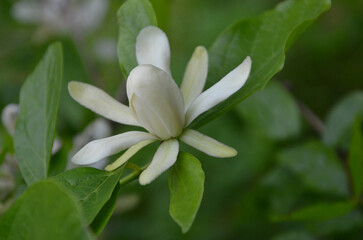 Calycanthus 'Venus' creamy -white sweetshrub flower blossom. Closeup photo outdoors . Gardening, growing, planting concept. Free copy space.