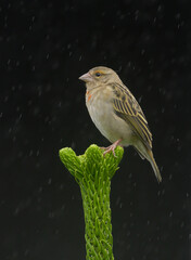 Fody bird of Mauritius perching on top of sapling tree