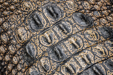 Close-up photo of The saltwater crocodile (Crocodylus porosus) back with textured hard scales....