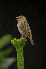 Fody bird of Mauritius perched on sapling tree 