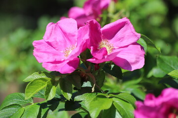 Japanese rose, rosa rugosa in the garden.