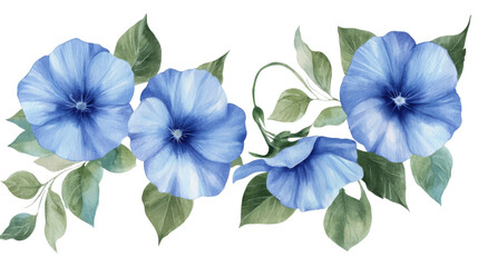 Fototapeta premium Watercolor Illustration of Morning Glory Blue Flowers in Bloom Isolated on White Background