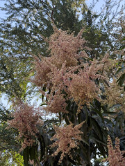 A tree with many flowers is in the middle of a forest