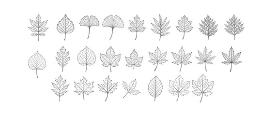 35+ set of Hand Drawn Natural Fall leaf Brushes Pack vector Stock 