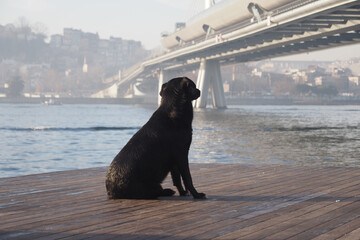 Black dog sits by the river gazing at the bridge