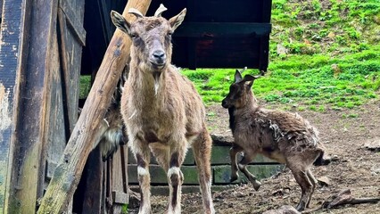 A serene view of mountain goats grazing peacefully near their shelter in a vibrant, lush green environment