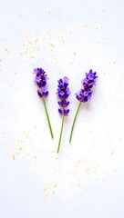 Lavender flower photography on white background, purple lavender flower stock photos images