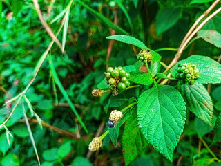 Close up of Rubus fraxinifolius berries also known as Indonesian raspberry showing clusters of green and ripening fruit among serrated leaves. Perfect for botanical visuals, nature studies