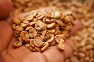 Dried coffee beans held in hand showing harvest process