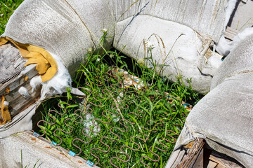 An old chair with no bottom and grass growing through it standing outdoors