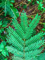 Macro photo of Pteridium aquilinum fern leaf, showcasing fine green leaflets with detailed texture...
