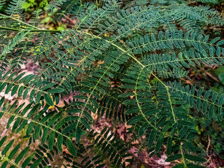 Close up of Pteridium aquilinum fern leaf with delicate fronds and lush green texture. Perfect for eco design, nature concepts, botanical backgrounds, and wild aesthetics