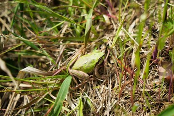 自然の中のかわいいアマガエル