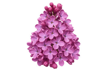 Close-up of vibrant lilac flowers, showcasing their delicate petals and forming a captivating floral arrangement, isolated on a transparent background