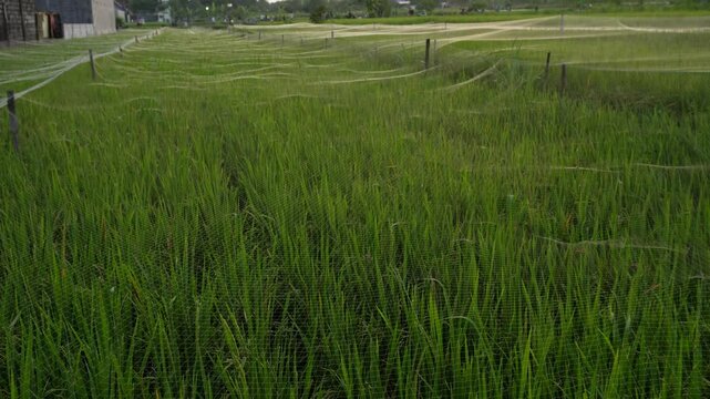 4k video footage of A paddy field covered with nylon nets to protect the ripening grains from bird pests. A rice terrace shielded with nylon netting to prevent birds from eating the rice grains.