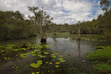 Wetlands in the Botanical Garden