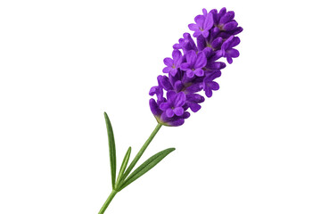 Fototapeta premium Purple lavender bloom displaying delicate petals, verdant leaves, standing against transparent backdrop, enhancing botanical graphic compositions