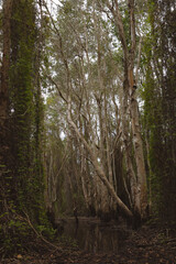 A forest with many tall trees and vines in a botanical garden