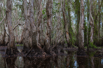 A forest with many trees of various sizes and many vines in a wetland area