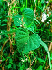 Macro photo of Ipomoea batatas leaves, heart shaped and lush green, with fine veins and soft light. Ideal for tropical flora, botanic textures, and eco friendly design themes