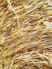 Texture image, depicting yellow straws arranged in one direction as part of a round bale, close-up.