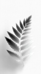 Monochrome Botanical Line Drawing of Fern Fronds