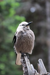 Clark's Nutcracker Perched in the Forest