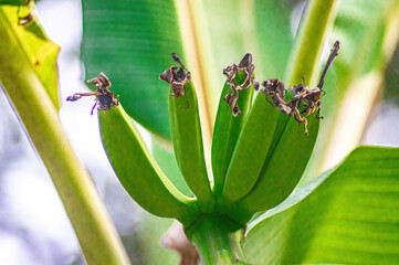 Close up of unripe Musa acuminata bananas in early growth stage, tightly packed in a cluster on the plant. Ideal for tropical agriculture visuals, botany, and food production themes