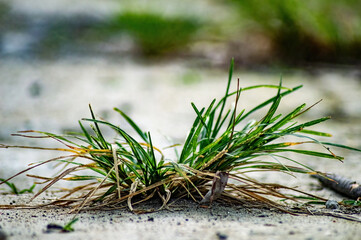 Close up of green grass sprouting through cracked dry soil, symbolizing nature strength and hope in adversity. Perfect for eco design, climate themes, and minimal nature backgrounds