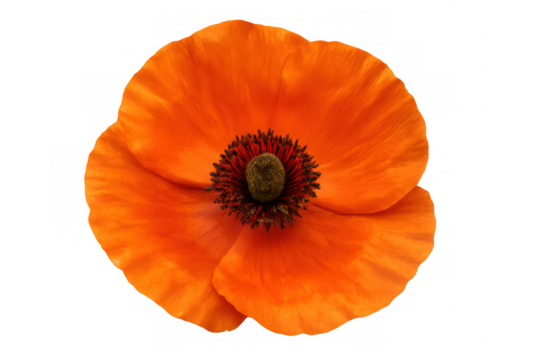 Close-up view of a vibrant orange poppy flower blooming against a transparent background, highlighting its intricate petals and natural beauty