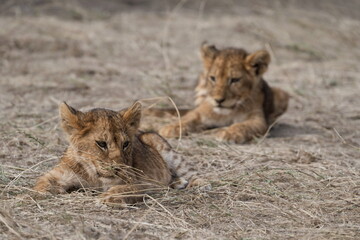 lion cub and lioness