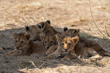 lion cub and cubs