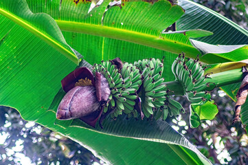 Close up of Musa acuminata tree with a cluster of unripe green bananas and large purple...