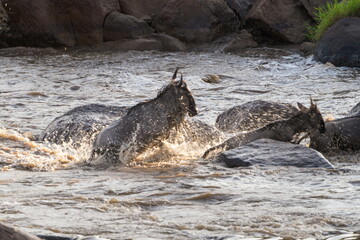 wildebeest cross the river