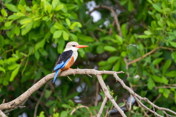 lilac breasted roller