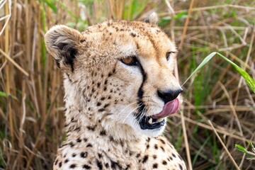 cheetah in the grass