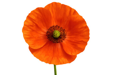 Vibrant red poppy blossom bursting open, transparent backdrop highlighting delicate petals