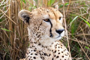 cheetah in the grass