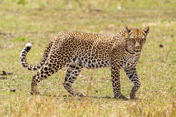 portrait of a leopard