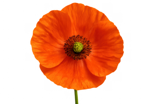 Vibrant red poppy blossom bursting open, transparent backdrop highlighting delicate petals