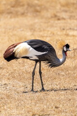 grey crowned crane