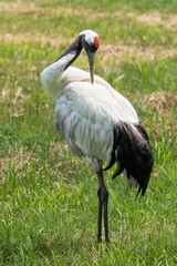 grey crowned crane