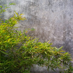 green moss on the stone wall