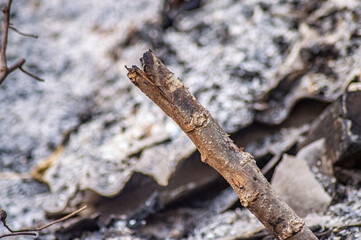 Close up of a charred tree branch and burnt forest floor, captured after wildfire impact,...