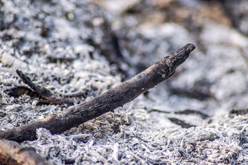 Close up of charred wooden stick resting on a bed of ashes, captured after wildfire impact. Ideal for environmental visuals, climate crisis themes, or textures of destruction and resilience