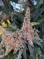 A tree with pink flowers is in the foreground