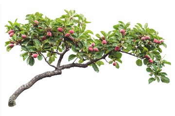 Obraz premium Diagonal view of guava tree isoleted on white background