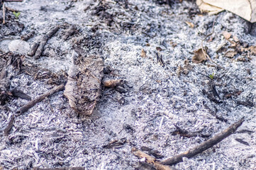 Close up of burnt wood and ash covering dry soil, showing charred textures and fire aftermath....