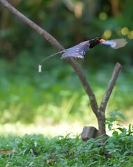 The Sarikadong bird, or as Thai people call it, the Khun Plan bird, lives naturally in the forests...
